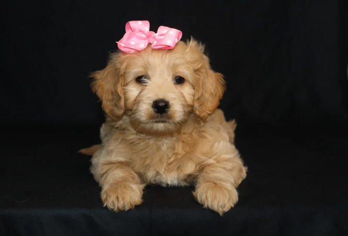 goldendoodle puppy