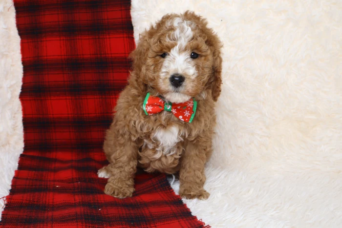 goldendoodle puppy