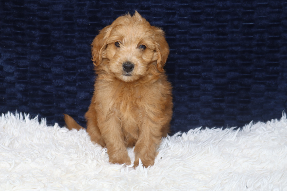 Golden retriever puppy sitting on a white fluffy rug with a dark blue backdrop.
