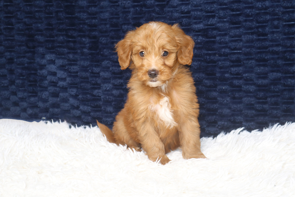 Brown fluffy puppy sitting on a white shag rug against a dark blue backdrop.