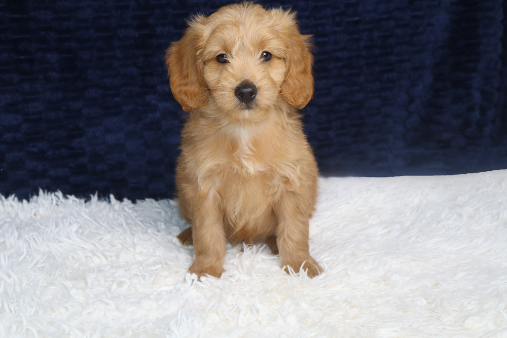 Golden retriever puppy sitting on a white fluffy rug, looking at the camera against a dark blue backdrop.