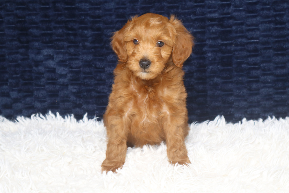 Golden-brown puppy sitting on a white fluffy rug with a dark blue backdrop, looking at the camera.