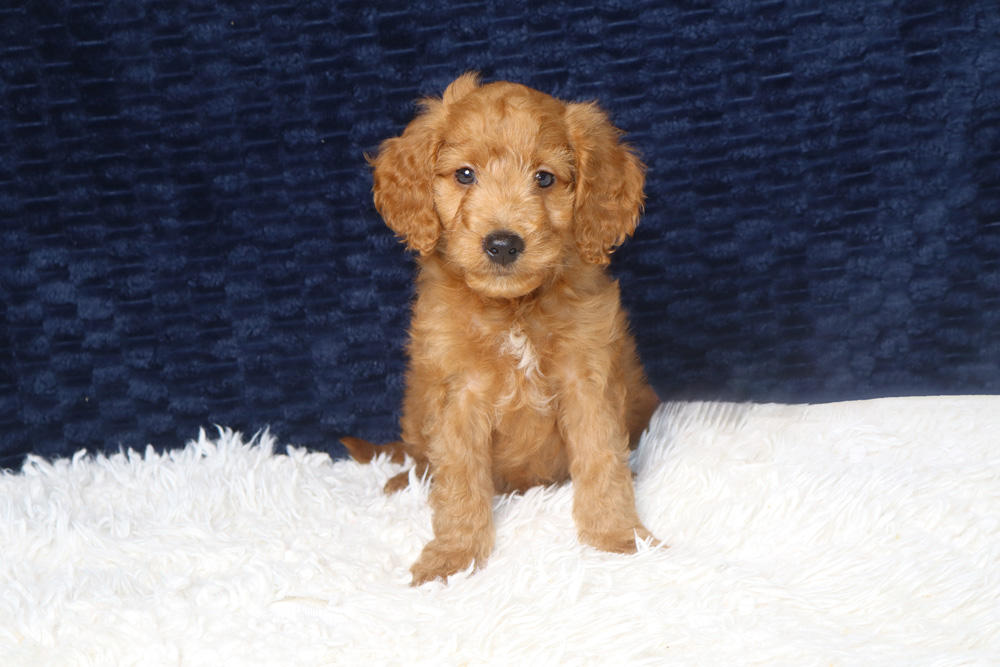 Golden-brown puppy sitting on a white fluffy rug with a dark blue background, looking at the camera.