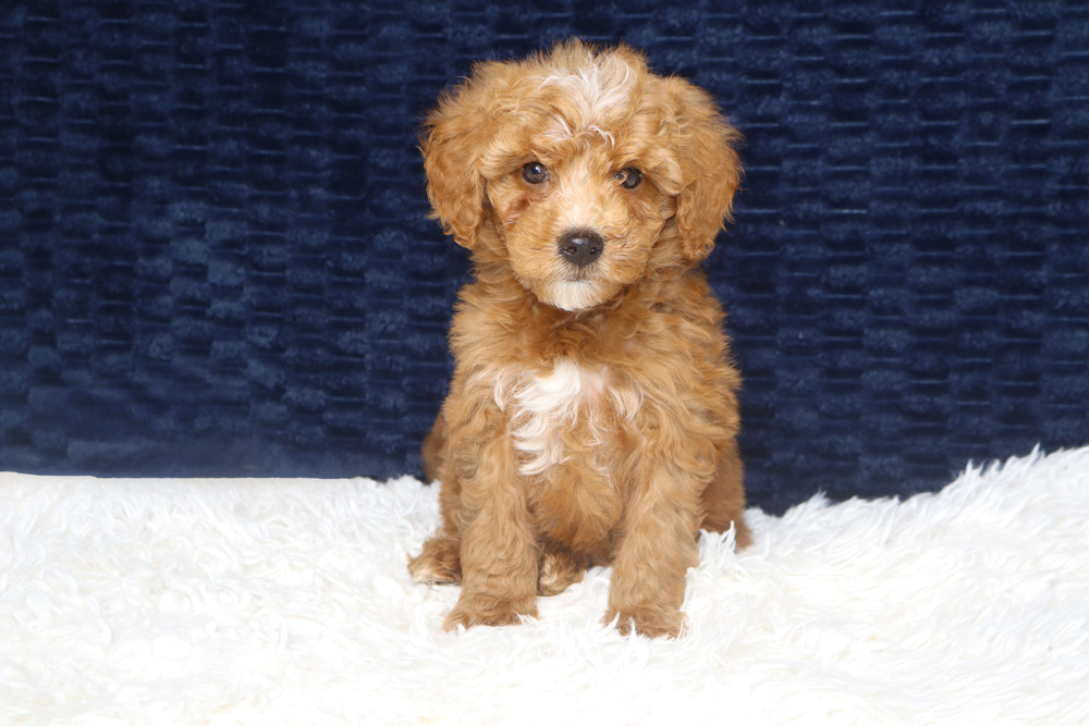 Brown curly-haired puppy sitting on a white fluffy rug, looking at the camera against a dark blue backdrop.