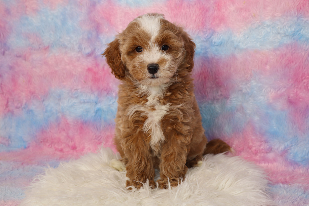 Cute brown and white puppy sitting on a fluffy white rug with a pink and blue pastel backdrop.