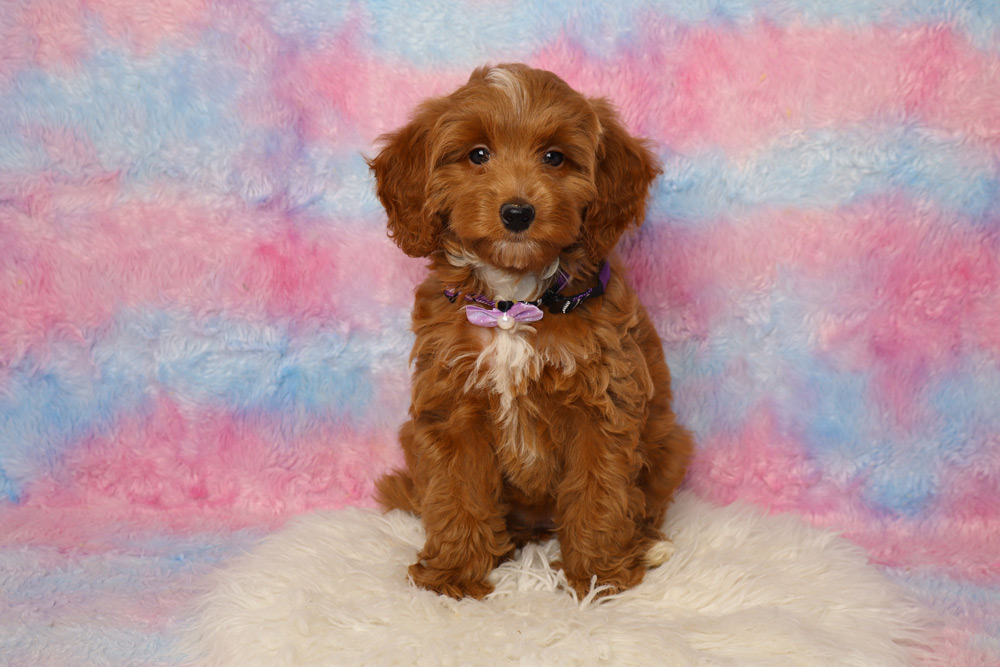 Brown fluffy puppy sitting on a white rug with a pink and blue pastel backdrop, wearing a purple collar with a bow.