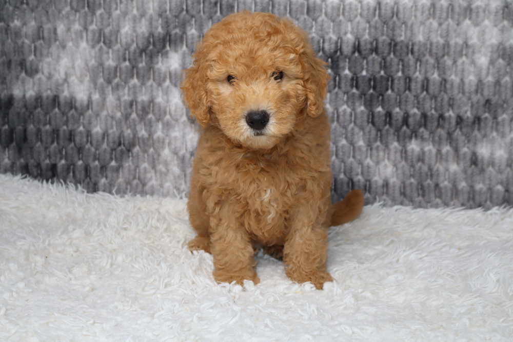 Golden-brown curly puppy sitting on a white fluffy rug with a gray knit backdrop, looking at the camera.