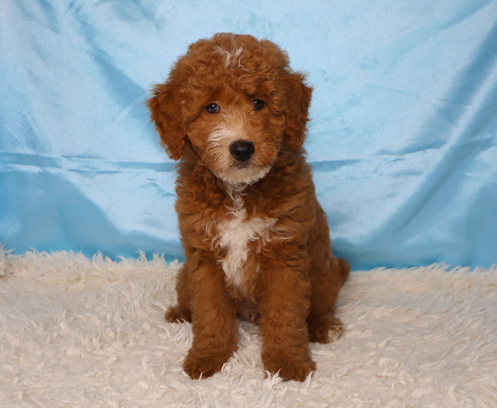 Curly brown puppy with a white chest sits on a fluffy white rug against a light blue backdrop.
