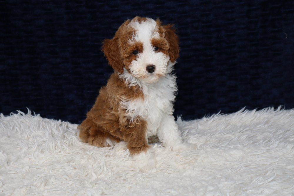 Small fluffy brown-and-white puppy sitting on a white shag rug with a dark blue backdrop.
