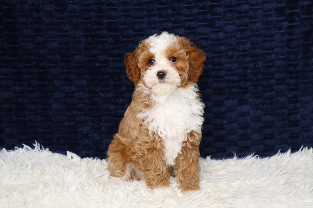 Young fluffy brown-and-white puppy sitting on a white shag rug against a dark blue backdrop.