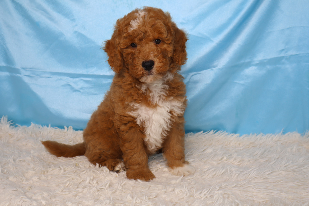 Young brown curly puppy with white chest sitting on a fluffy white rug against a blue backdrop.