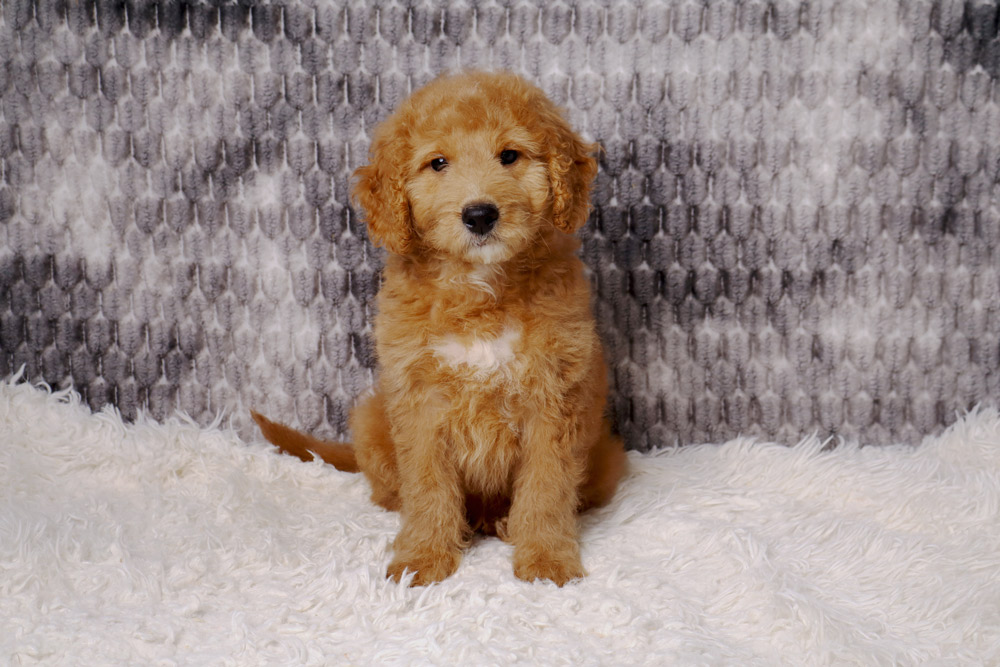 Golden-brown puppy sitting on a white fluffy rug with a gray textured backdrop, looking at the camera.