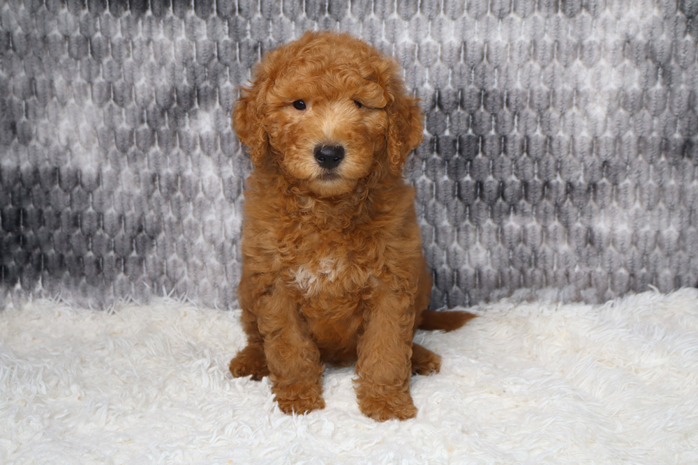 Young curly brown puppy sitting on a white fluffy rug with a gray textured backdrop behind it.