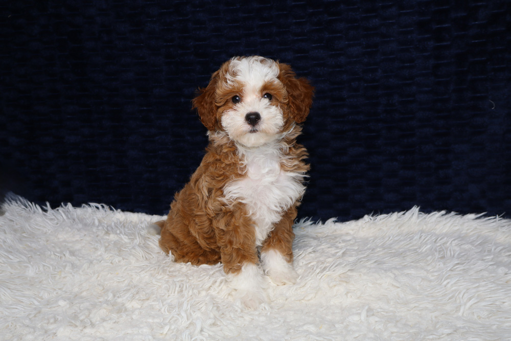 Brown and white fluffy puppy sitting on a white shag rug with a dark navy backdrop, looking at the camera.