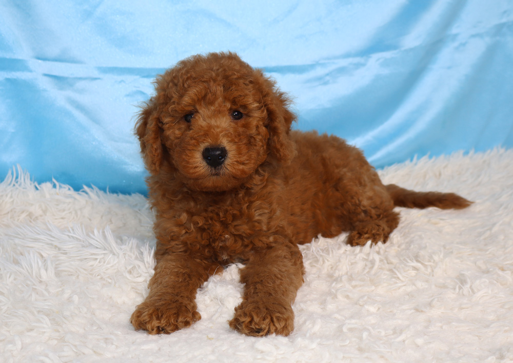 Brown curly-coated puppy lying on a white fluffy rug with a blue backdrop.