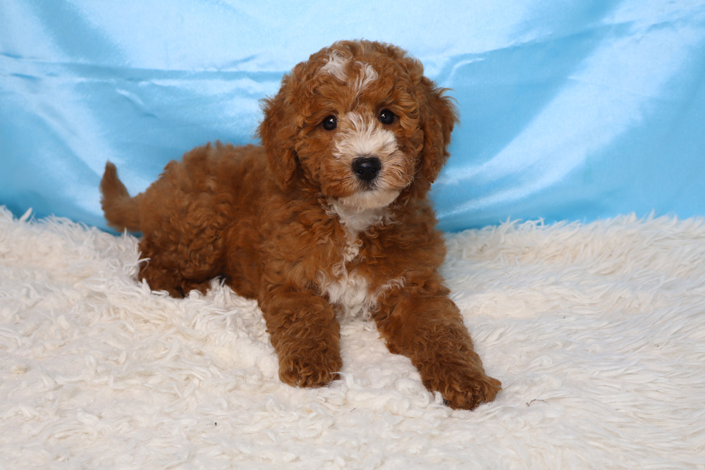 Small brown and white fluffy puppy lying on a white shag rug against a blue backdrop with a curious gaze.