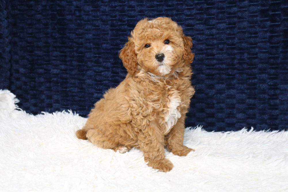 Brown curly-coated puppy sits on a white shag rug, facing the camera with a dark blue backdrop behind.