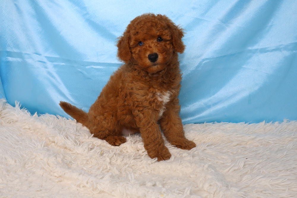 Brown fluffy puppy sitting on a white shag rug with a light blue backdrop, looking at the camera.