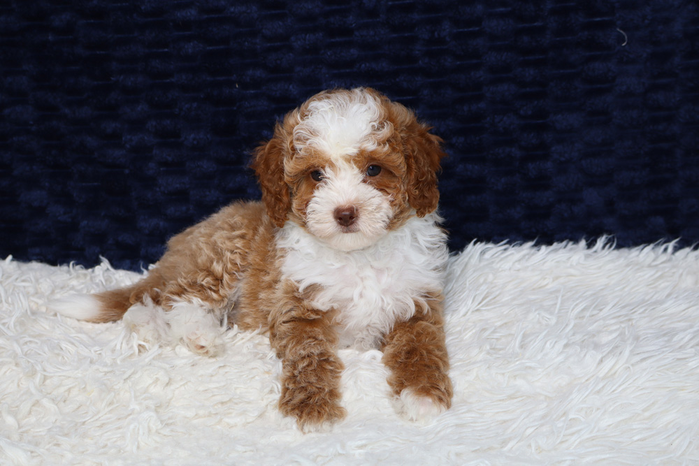 Brown and white fluffy puppy lying on a white shag rug against a navy background.