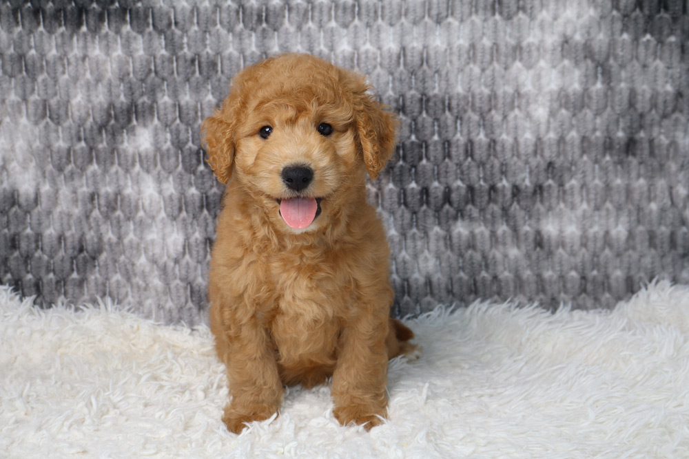 Golden doodle puppy sitting on a white fluffy rug, tongue out and looking at the camera against a gray patterned backdrop.