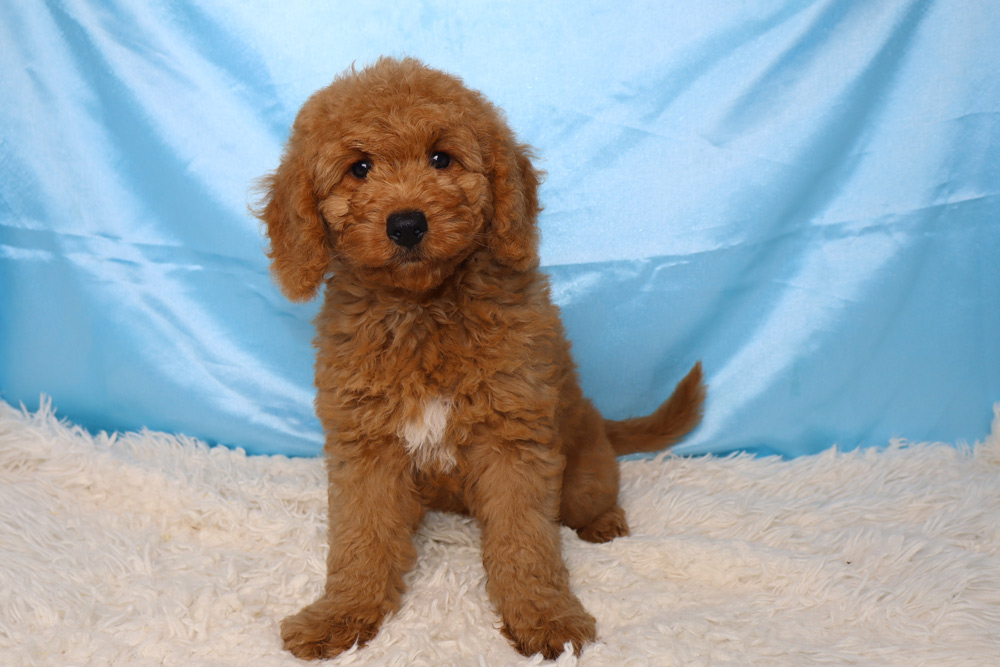 Brown curly-coated puppy sitting on a white fluffy rug with a blue backdrop, looking at the camera.