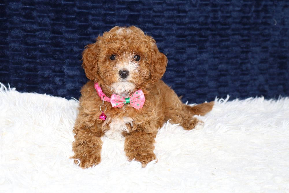 Brown curly-haired puppy wearing a pink bow tie sits on a white fluffy rug with a dark blue backdrop.