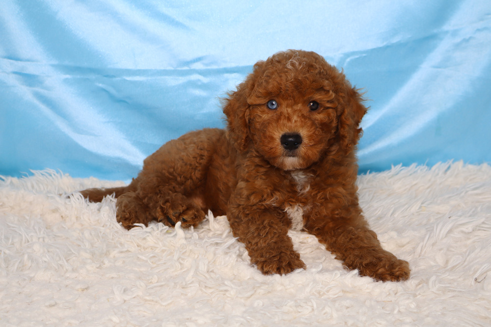 Brown curly-coated puppy lying on a white fluffy rug with a blue backdrop, looking at the camera.