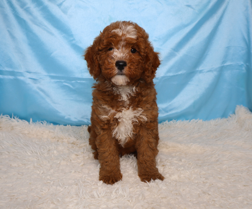 Brown curly-coated puppy sitting on a fluffy white rug with a light blue backdrop, looking at the camera.